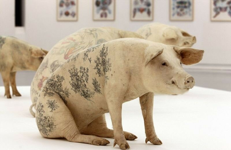 Татуировки на животных. Искусство или издевательство?