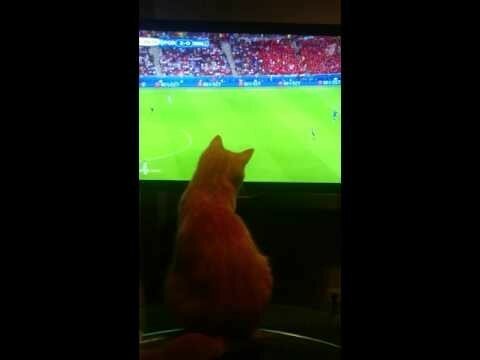 Кот любящий футбол