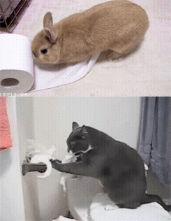 Что общего между котом и кроликов