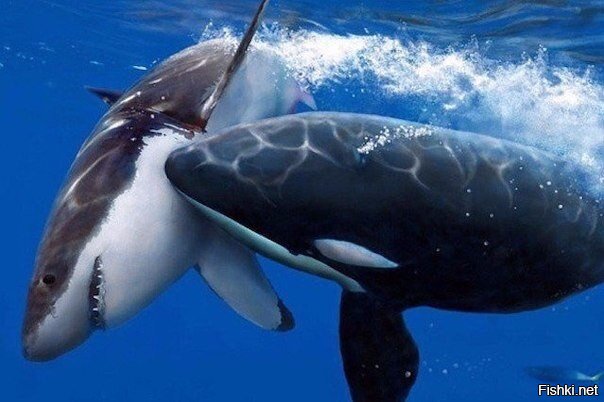 Касатка, хоть и родственник дельфина, может хладнокровно расправиться с акуло...
