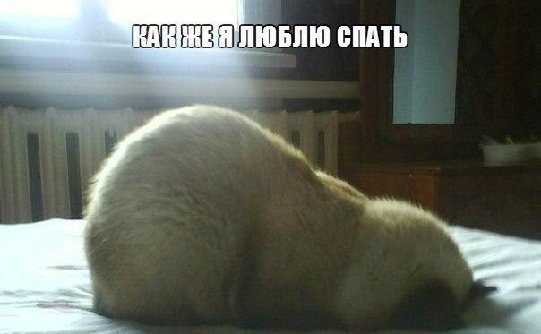 Котейки