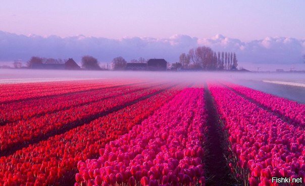 Тюльпановое утро в Северной Голландии