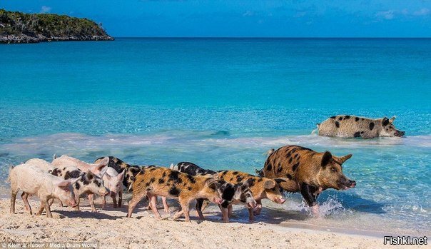 Счастливая жизнь веселых хрюшек на Багамах