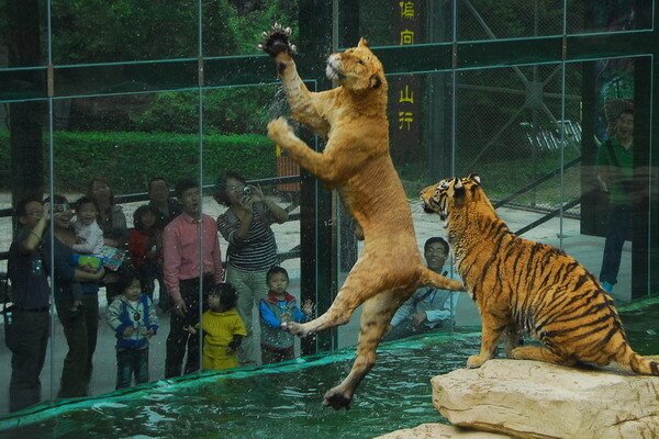 Сафари-парк в Шэньчжэне (КИТАЙ) сибирский тигр и лигр 