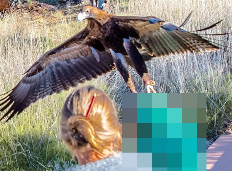 В Австралии орел напал на мальчика
