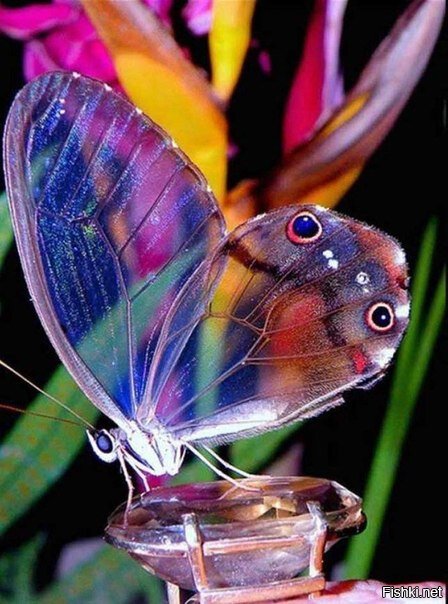 Бабочка с прозрачными крыльями из семейства нимфалид, Южная Америка