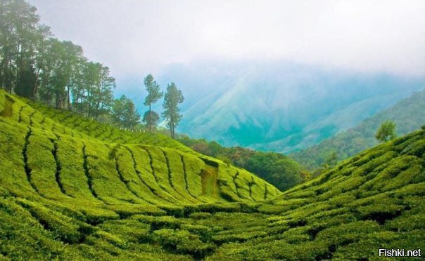 Керала - красивейший экзотический штат Индии