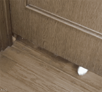 Закрытая дверь коту не помеха