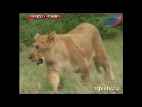 В  Дагестане львица охраняет стадо овец
