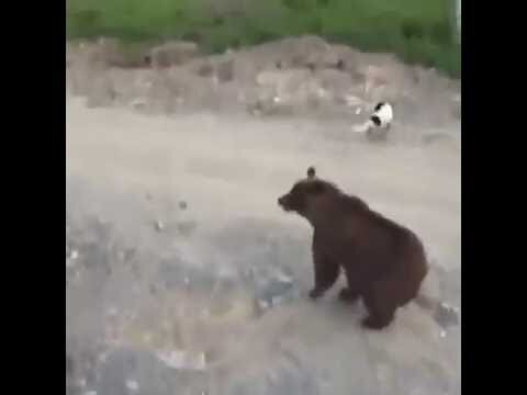 Медведи в Якутии 