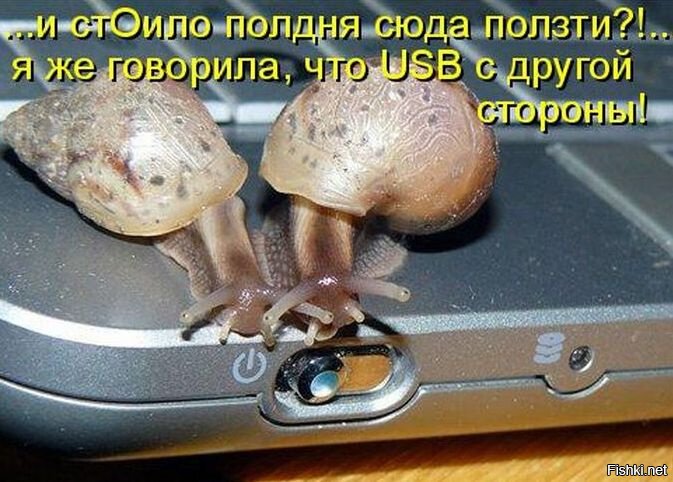 Из солянки