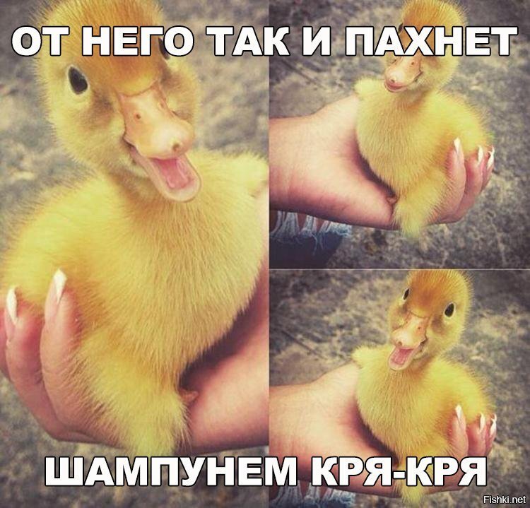 Из солянки