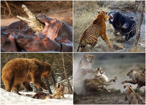 10 самых впечатляющих стычек диких животных
