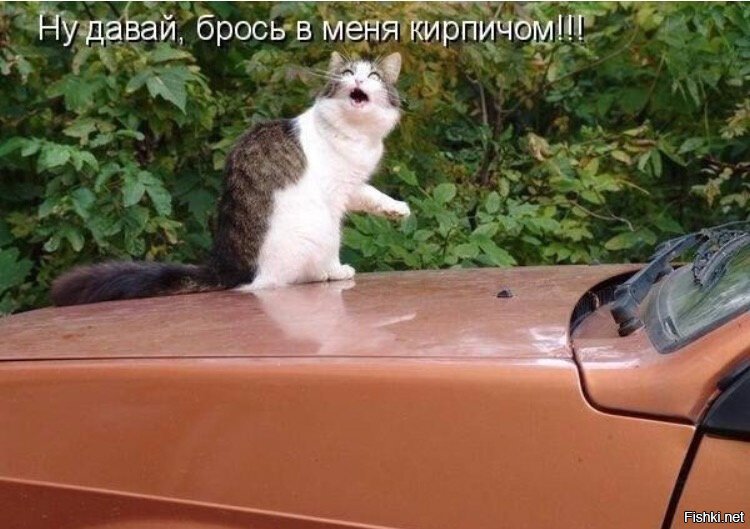 Из солянки