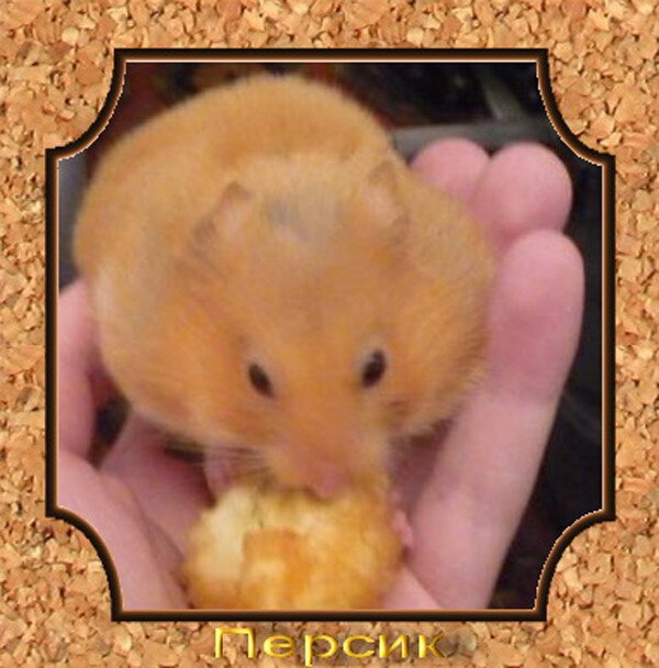 Settled in our House ... the remarkable Hamster