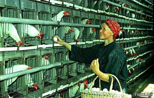 Ударница колхозной птицефабрики