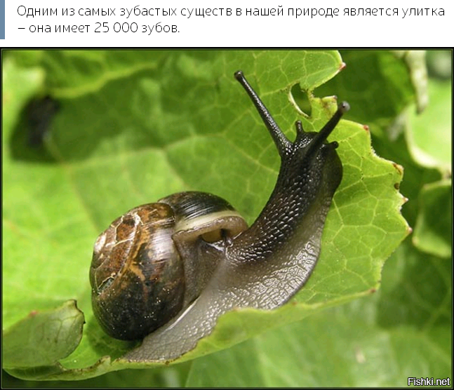 Из солянки