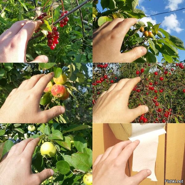 Из солянки