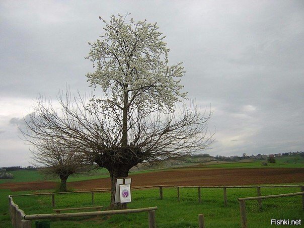 В Италии растёт тутовое дерево, на котором растет вишневое дерево