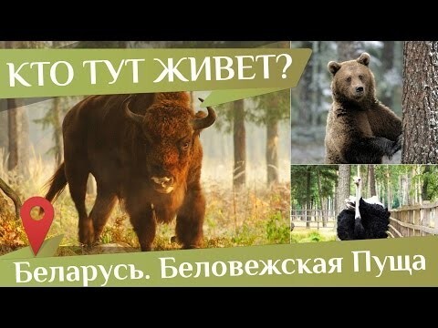 Как живут животные в Заповеднике Беловежская Пуща? 