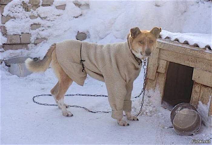 У таких хозяев пес зимой не замерзнет