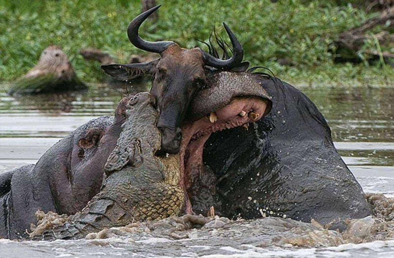 Невероятная схватка бегемота с крокодилом из-за антилопы гну  
