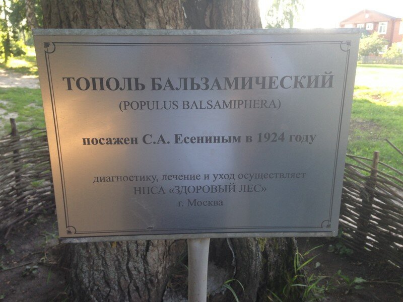 Село Константиново. Тополь Есенина