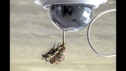 Колибри построила гнездо на камере видеонаблюдения