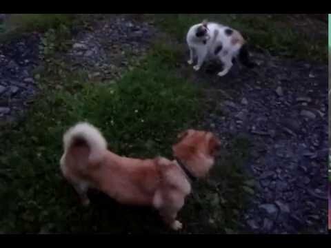 собака против кошки