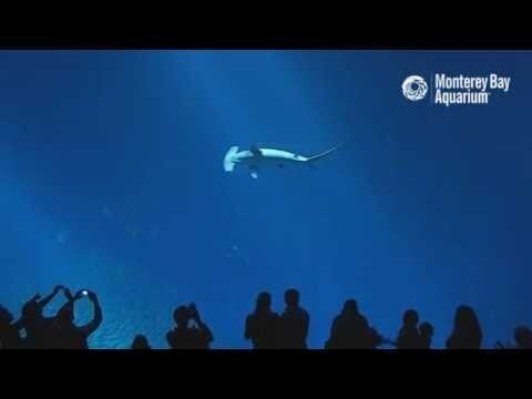 Подводный мир в океанариуме Monterey 2016 