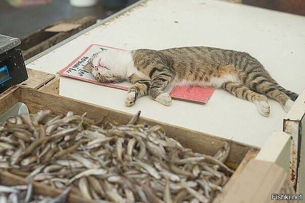 — Роза Моисеевна… Заберите своего кота… Он опять у рыбного отдела голодный об...