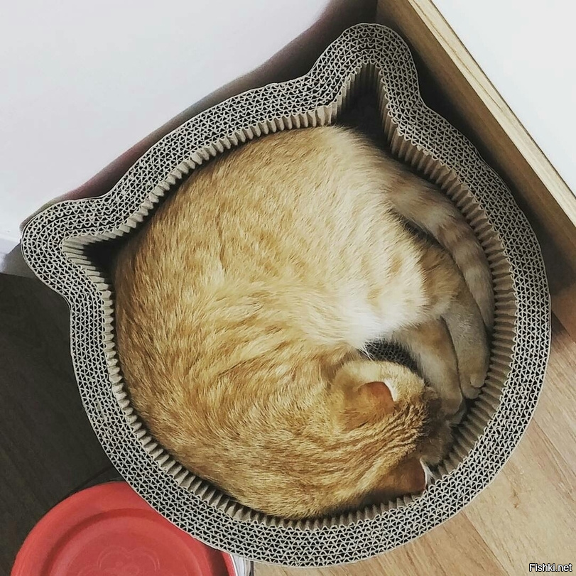 Из солянки