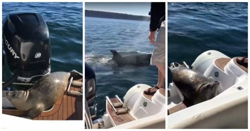 Испуганный до смерти тюлень запрыгнул в лодку к рыбакам чтобы спастись от голодных косаток