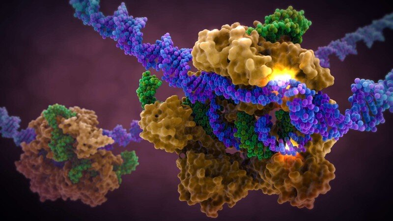 CRISPR/Cas9 научили редактировать ДНК