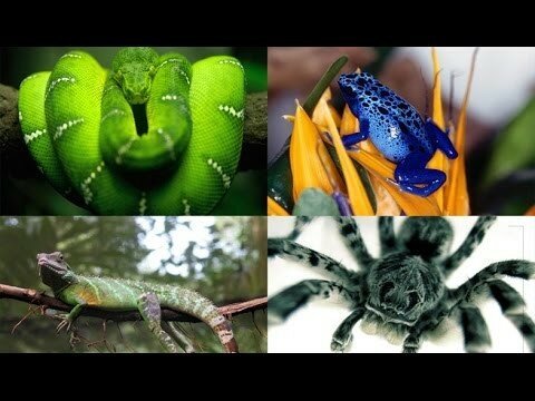 Змеи и пауки выставка в Барселоне