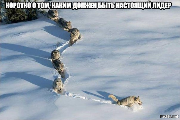 Из солянки