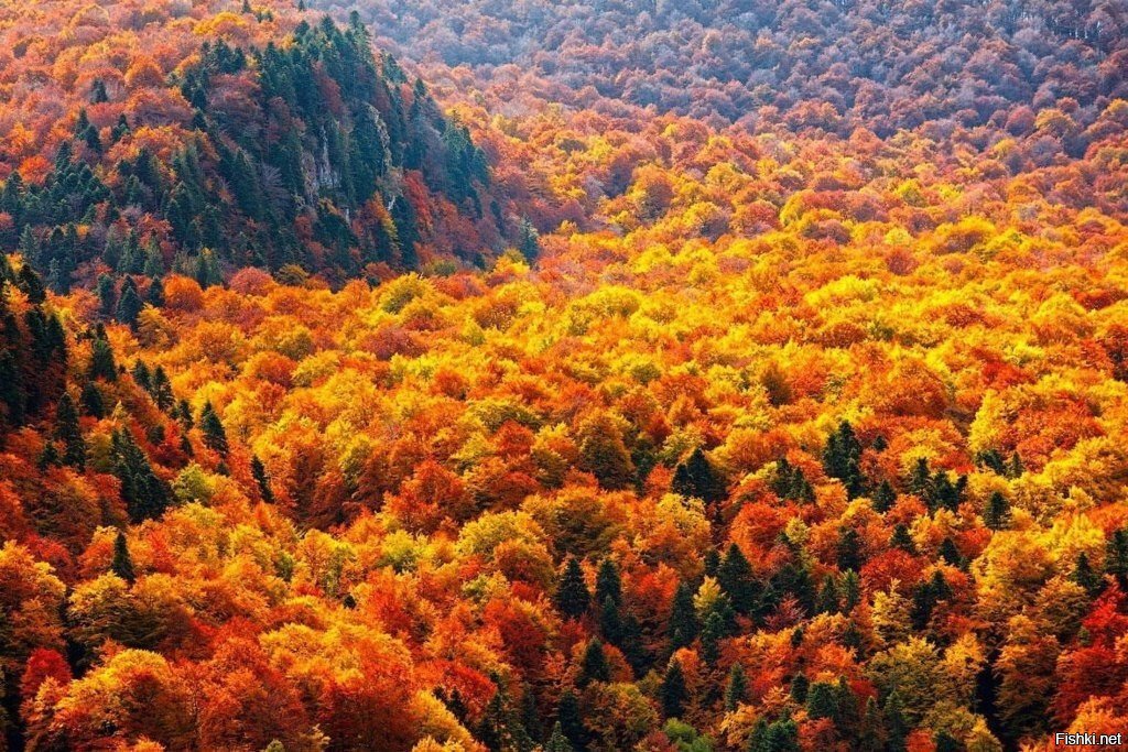 Осенний лес в Балканских горах, Болгария