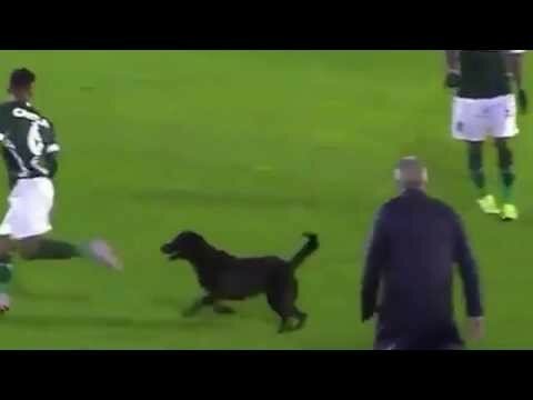 Испуганный футболист спасался от собаки во время матча