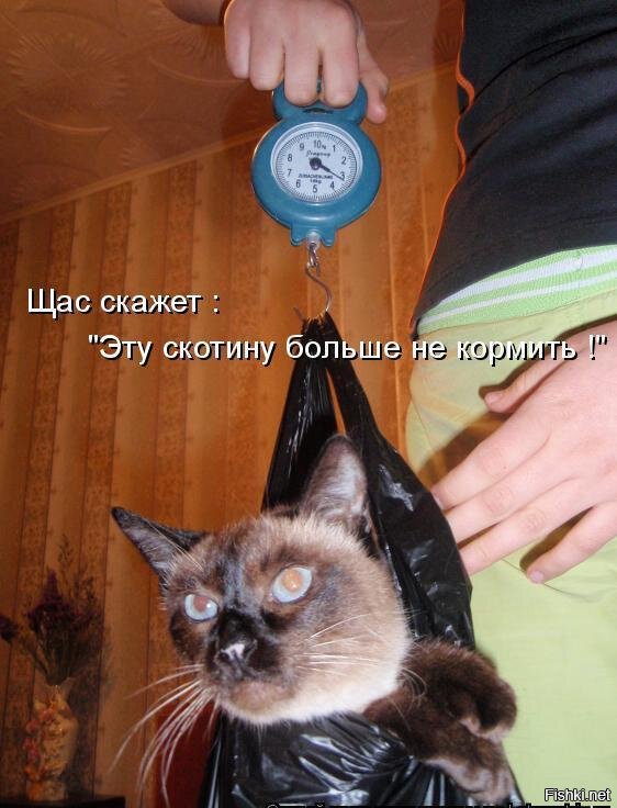 Из солянки