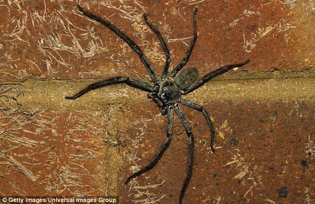 "К 35 годам паук хотя бы раз проползет по вашему лицу": правда о пауках в Австралии