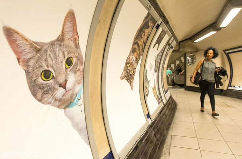Жители Лондона выкупили все рекламные объявления на станции метро и заменили их на котиков
