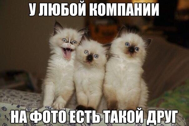 Смешные картинки с надписями