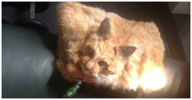 Таксидермист из Новой Зеландии выставила на аукцион женскую сумочку, сделанную из кошки