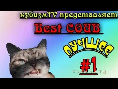 приколы с котами, оптимизм