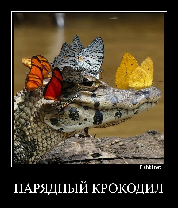 НАРЯДНЫЙ КРОКОДИЛ