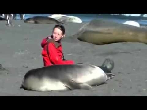 Тюлень обнюхивает человека