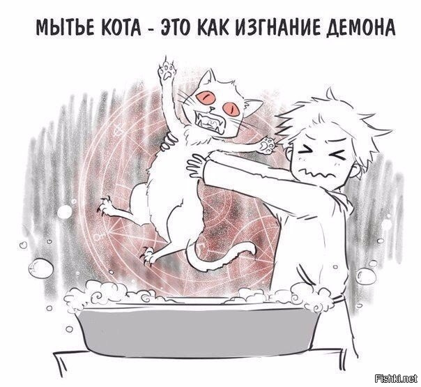 Из солянки