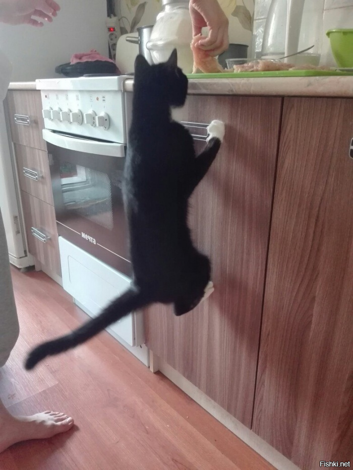 Из солянки