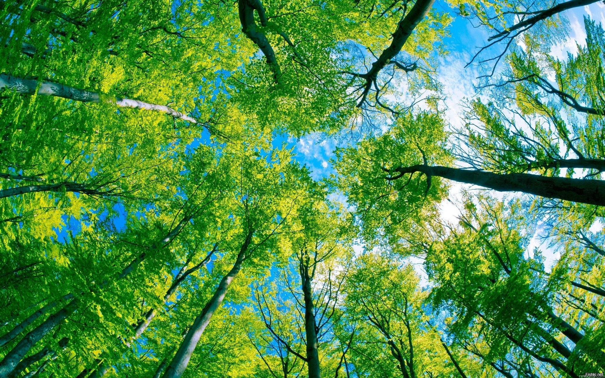 Отражается небо в лесу,как в воде, и деревья стоят голубые