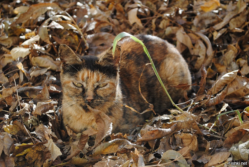 Видишь котика
